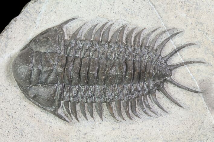 Crotalocephalus Trilobite - Jorf, Morocco #72486